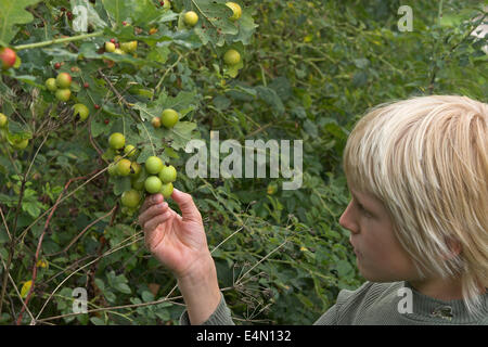 gemeinsamen Eiche Gallwasp, Eichenblatt Kirsche-Gall Cynipid, Kirsche Gall, Eichengallen, Eichengalle, Eichengallwespe, Cynips Quercusfolii Stockfoto