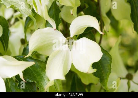 Cornus Kousa 'Herbst Rose' Blume. Stockfoto