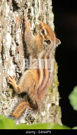 Streifenhörnchen auf einem Baum