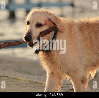 Labrador Retriever mit einem Stück des Protokolls Stockfoto