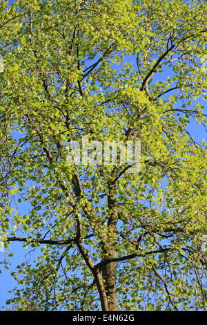 Tulpenbaum Stockfoto