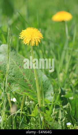 Löwenzahn Stockfoto