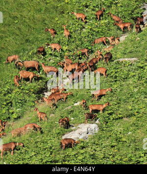 Herde von Ziegen Stockfoto