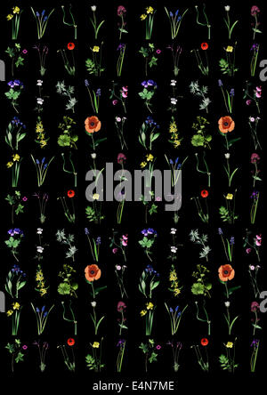 Ein sich wiederholendes Muster aus einer Reihe von Garten Blumenbilder auf einem schwarzen Hintergrund gemacht Stockfoto