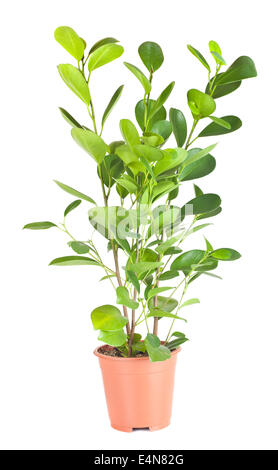 Ficus in den braunen Topf Stockfoto