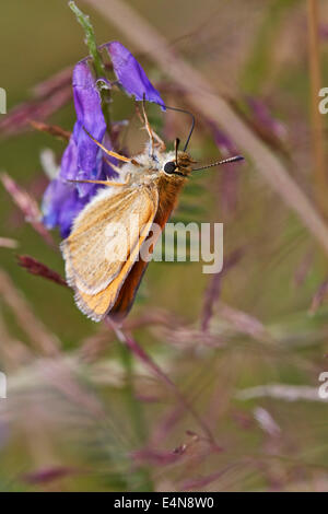 Kleine Skipper Butterfly von Tufted Vetch ernähren. Molesey Heath Nature Reserve, West Molesey Surrey, UK. Stockfoto