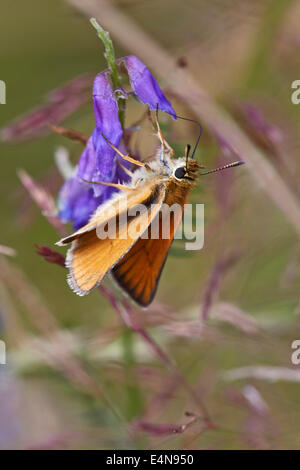 Kleine Skipper Butterfly von Tufted Vetch ernähren. Molesey Heath Nature Reserve, West Molesey Surrey, UK. Stockfoto