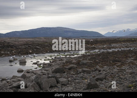 Seeküste, Bodo, Nord-Norwegen Stockfoto