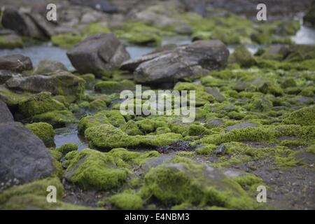 Moos beklebt Felsen, Bodo, Nord-Norwegen Stockfoto