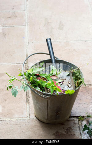 Löschen von toten Pflanzen und Unkraut aus dem Garten in ein Metall Eimer Stockfoto
