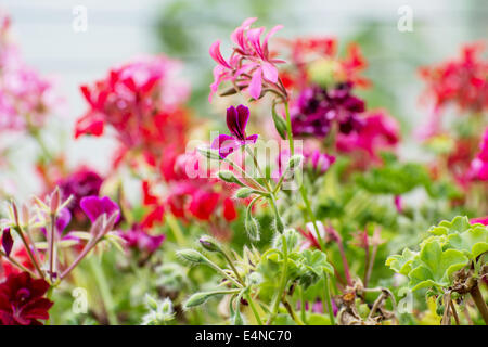 Rosa Blumen Pelargonien (Pelargonium Hortorum) im Garten. Stockfoto