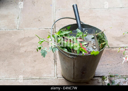 Löschen von toten Pflanzen und Unkraut aus dem Garten in ein Metall Eimer Stockfoto