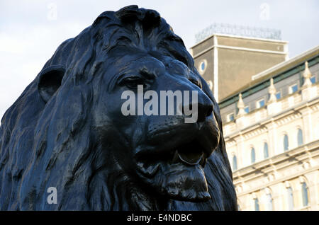 Trafalgar Square Löwe Stockfoto