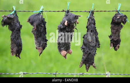 Tote Maulwürfe hängen von einem Stacheldraht am Rande eines Feldes in einer Weise suggestiv die Arbeit von einem Maulwurf Catcher, Derbyshire, UK Stockfoto