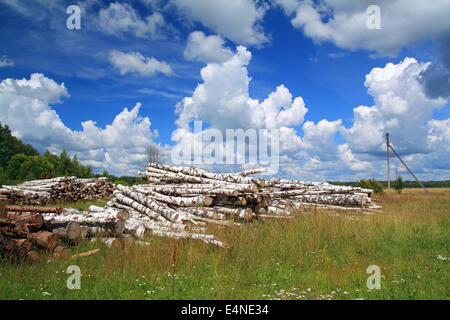 Holz in einem Feld nahe dem Wald Stockfoto