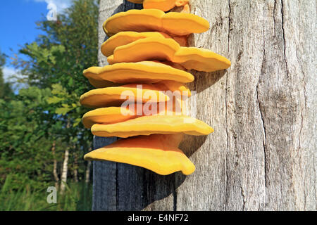 gelbe Pilze auf trockenen Baum Stockfoto