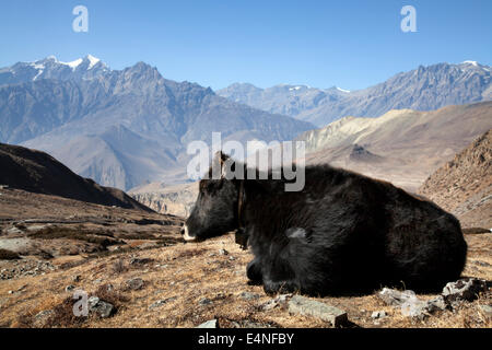 Kuh auf dem Thorung La Pass-Trek über Muktinath, Annapurna Circuit, Nepal Stockfoto