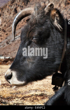 Kuh auf dem Thorung La Pass-Trek über Muktinath, Annapurna Circuit, Nepal Stockfoto