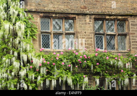 Weiß Wisteria sinensis Blütenstände frame Bleiglasfenster der Pfau an Rowlsey hotel, Peak District, Derbyshire, England, UK- Stockfoto