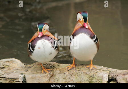 Madarin Enten Stockfoto