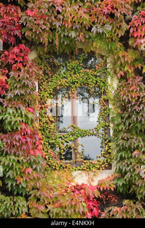 Fenster und Efeu Stockfoto