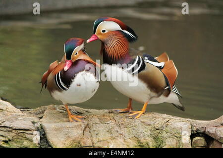 Madarin Enten Stockfoto