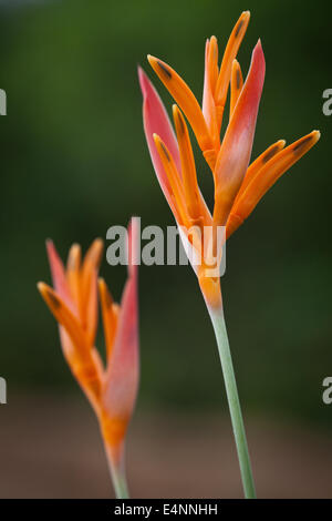 Heliconia Blüten im Inneren der Provinz Coclé, Republik von Panama. Stockfoto