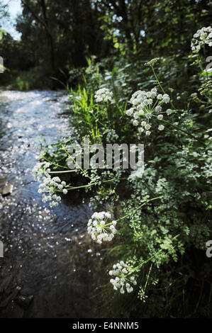 Oenanthe Crocata, Hemlock Wasser asiatische, eine sehr giftige Pflanze wächst entlang eines Flusses in Wales, UK. Stockfoto