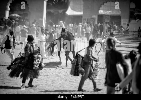 Unkontrollierbare Pferd Pushkar Festival Stockfoto