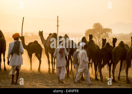 Kamel Händler an einem der größten Tier-Messe der Welt namens Pushkar Festival Stockfoto