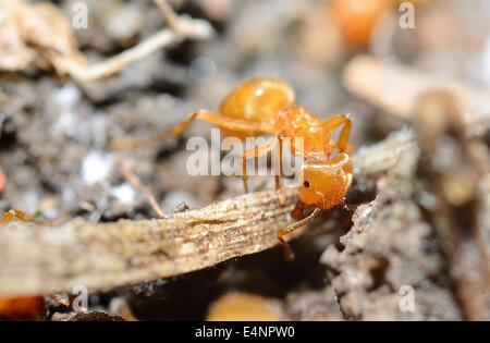 Gelben Ameisen (Lasius Flavus) in Ameisenhaufen, extreme Makro erschossen. Stockfoto