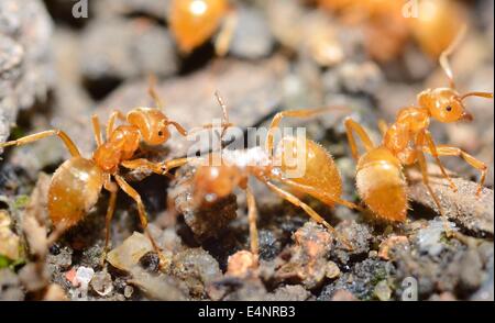 Gelben Sie Ameisen (Lasius Flavus) in Ameisenhaufen, extreme Makro erschossen. Stockfoto