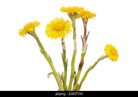 Tussilago Farfara Blumen isoliert auf weißem Hintergrund Stockfoto