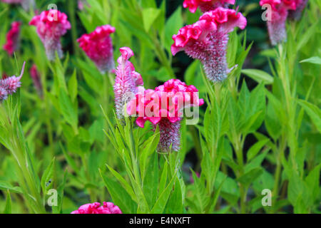 Hahnenkamm-Blume oder chinesischen Wolle Blume Pflanze in einem park Stockfoto