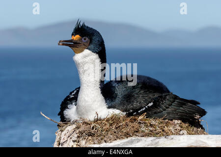 König-Kormoran Stockfoto