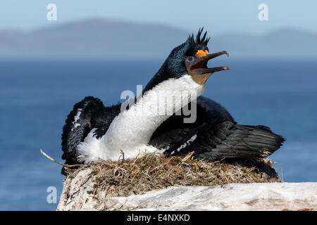 König Kormoran anzeigen auf nest Stockfoto