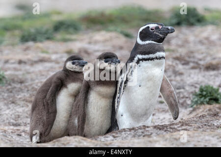 Magellanic Penguin Erwachsenen mit Küken am Eingang der Höhle Stockfoto