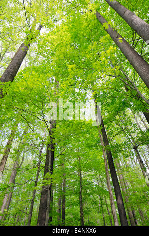 USA, New Jersey, Morristown, Blick auf hohen Bäumen Stockfoto