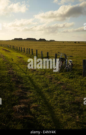 zwei Fahrräder an einem Zaun, Hallig Hooge; Fahrräder bin Zhaun Neben Sommerdeich, Kühe Und Warft (Middeltritt) Im Hintergrund, Stockfoto