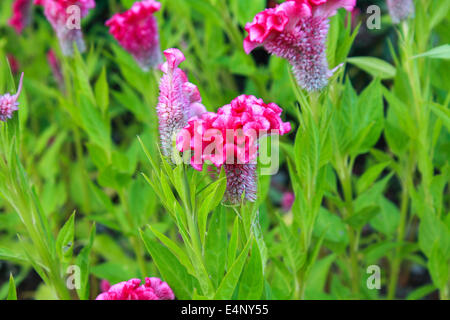 Hahnenkamm-Blume oder chinesischen Wolle Blume Pflanze in einem park Stockfoto