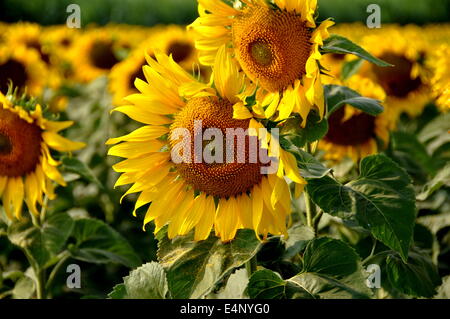 LOPBURI, THAILAND: Goldene gelbe Sonnenblumen wachsen in einem Feld sind eine wichtige kommerzielle Landwirtschaft Ernte Stockfoto