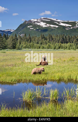 Grizzly Bear Sau und ihr junges entspannend in offenes Grasland mit schneebedeckten Berge im Hintergrund Stockfoto