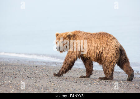 Grizzly Bären zu Fuß am Strand in Alaska Stockfoto