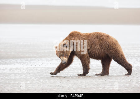 Grizzly Bear überqueren Wattenmeer in Alaska Stockfoto