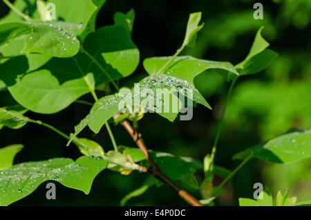 Sonne Reflexionen über Tulpenbaum Blättern bedeckt mit Morgentau Wassertropfen. Erstaunliche natürliche Schönheit. Stockfoto