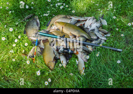 erfolgreich Fische fangen Haufen auf dem Rasen mit Rute und float Stockfoto