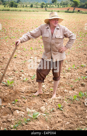 Landwirt arbeiten Tabakfeld, Valle de Viñales, Pinar del Río Provinz, Kuba. Stockfoto