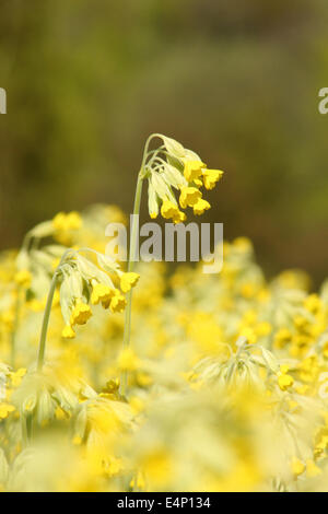 Schlüsselblumen (Primula Veris) blühen in einer englischen Wiese, Derbyshire, UK Stockfoto