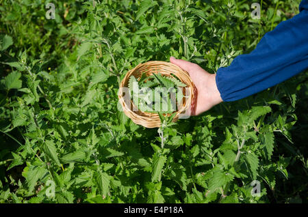 Herbalist Frau Hand holen Balsam pflanzliches Pflanze Blätter im Garten. Alternative Medizin. Stockfoto