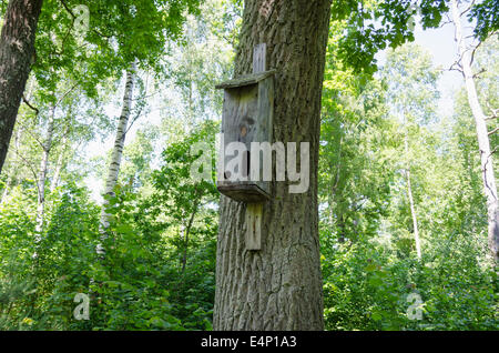 aus Holz Nistkasten mit zwei Schacht Vögel auf alten Birke im Sommer Wald Stockfoto